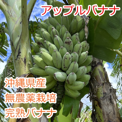 沖縄県産無農薬アップルバナナ