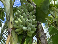 沖縄県産無農薬栽培アップルバナナ